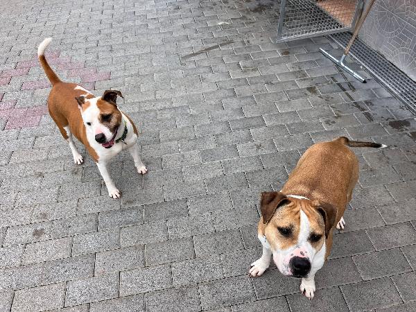 Gold E Maya Il Sogno Di Un'adozione Insieme